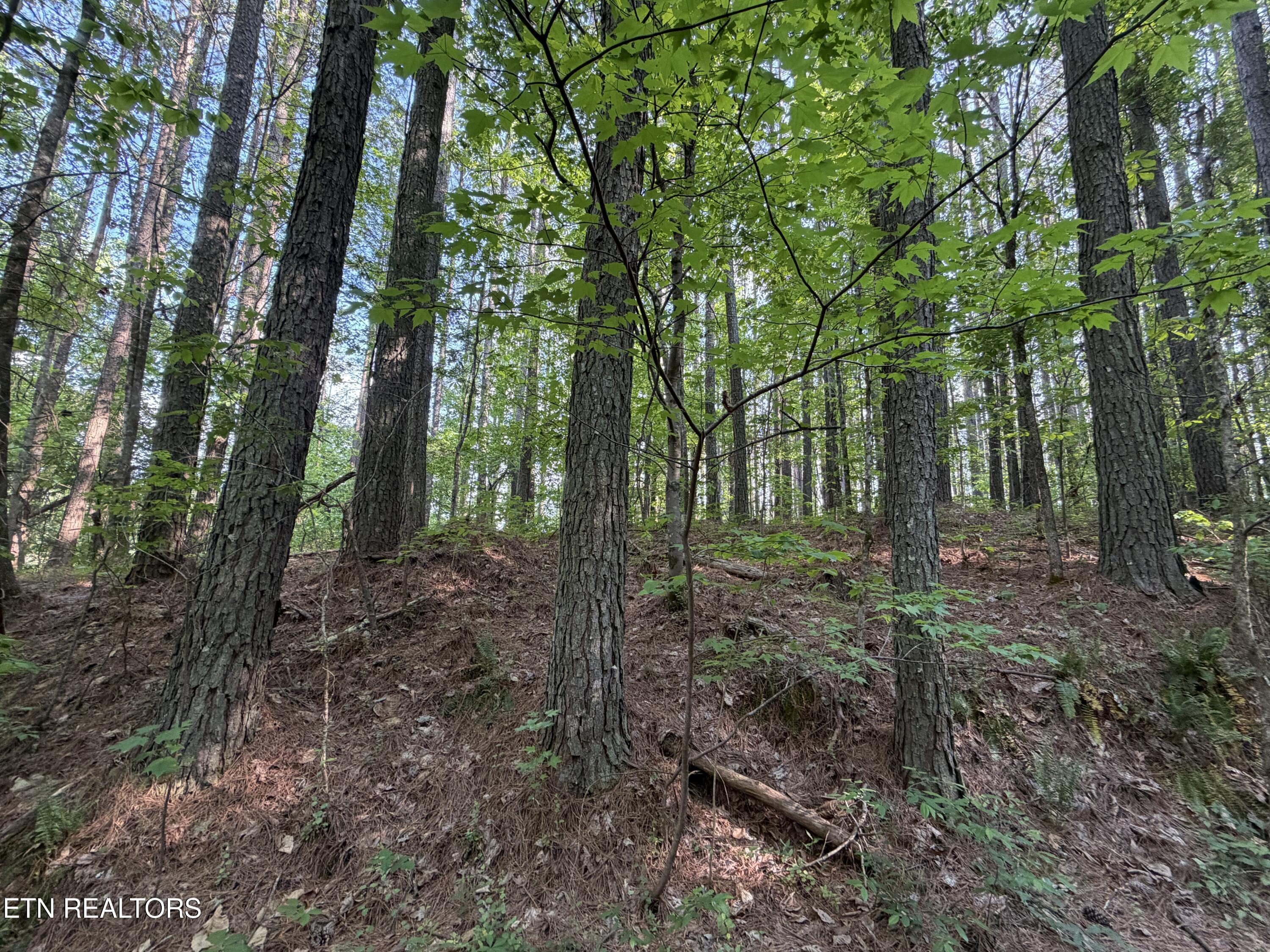 3 Three Point Rd, Vonore, TN - Fort Loudoun and Tellico Lake Real Estate - Image# 6