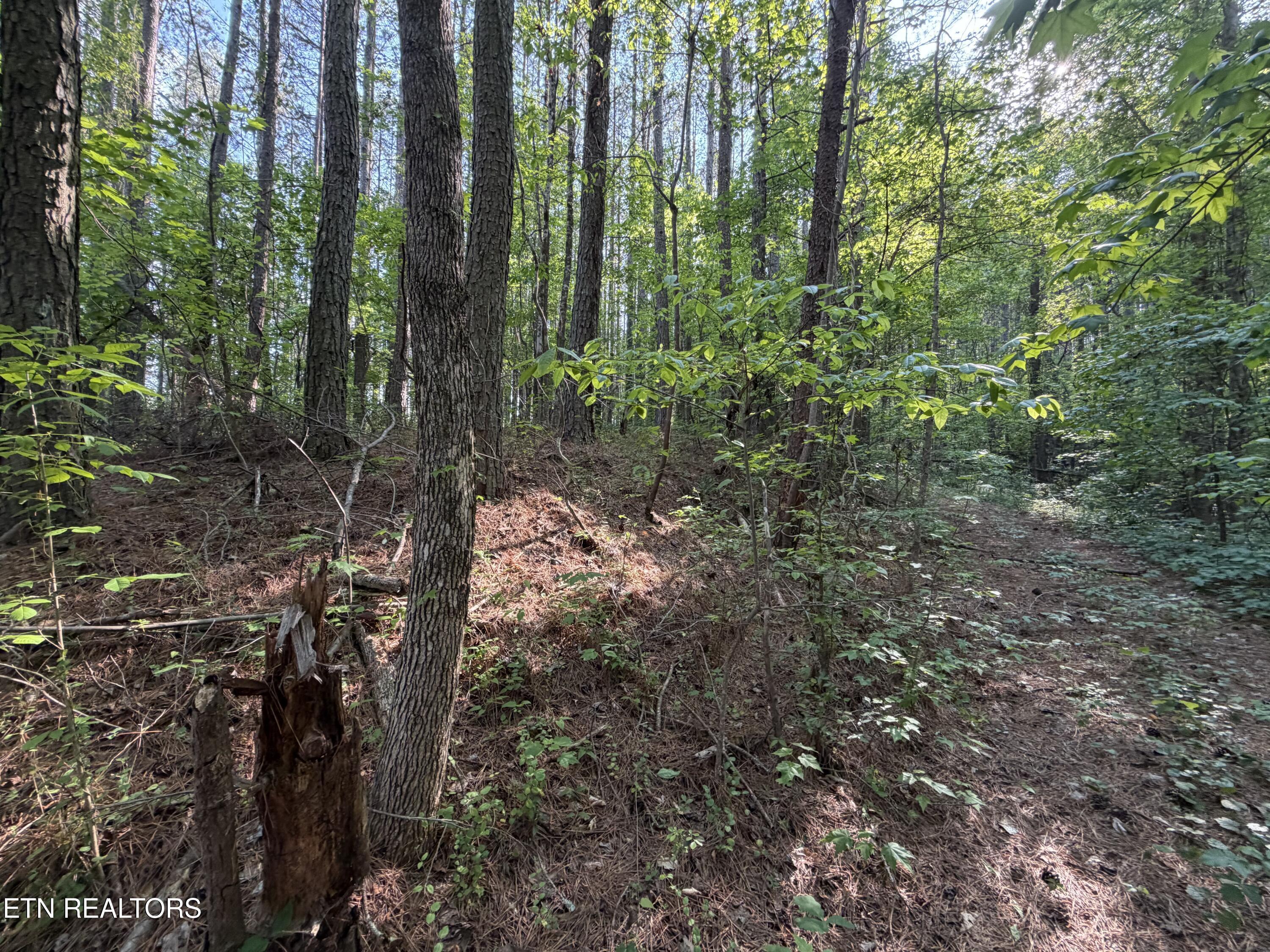3 Three Point Rd, Vonore, TN - Fort Loudoun and Tellico Lake Real Estate - Image# 8