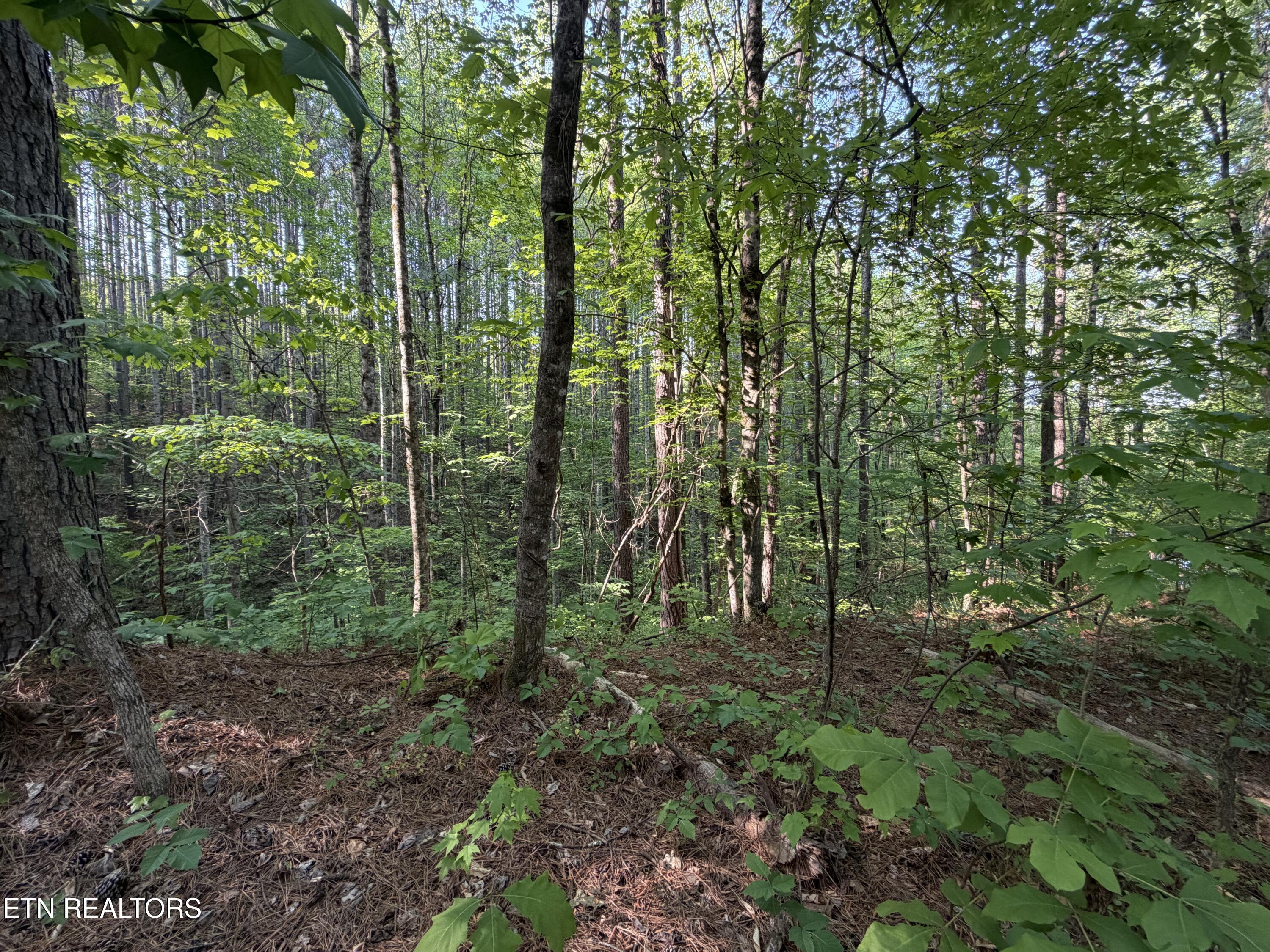 3 Three Point Rd, Vonore, TN - Fort Loudoun and Tellico Lake Real Estate - Image# 10