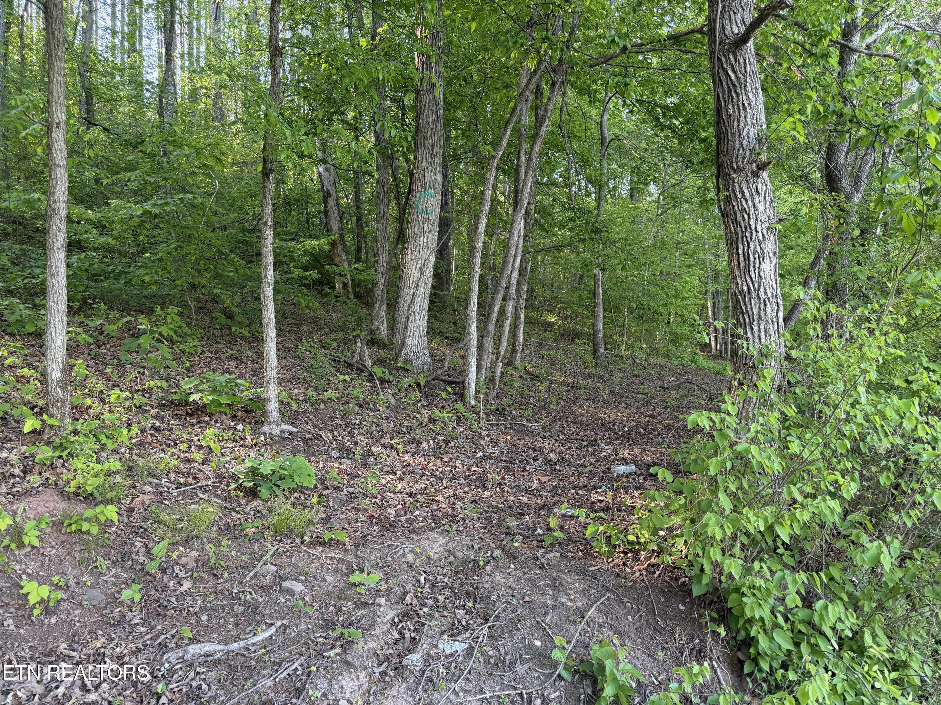 3 Three Point Rd, Vonore, TN - Fort Loudoun and Tellico Lake Real Estate - Image# 11
