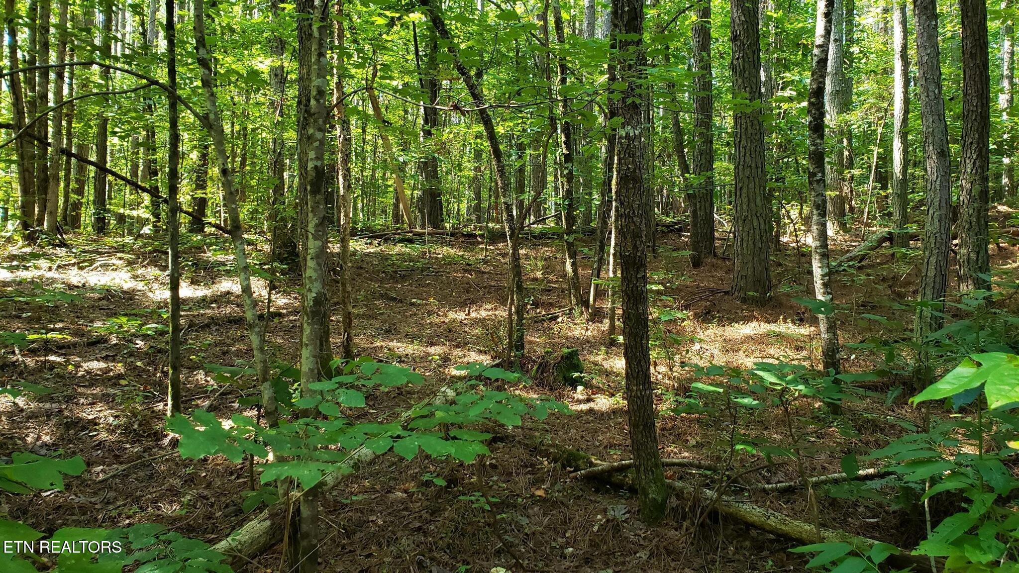 3 Three Point Rd, Vonore, TN - Fort Loudoun and Tellico Lake Real Estate - Image# 23