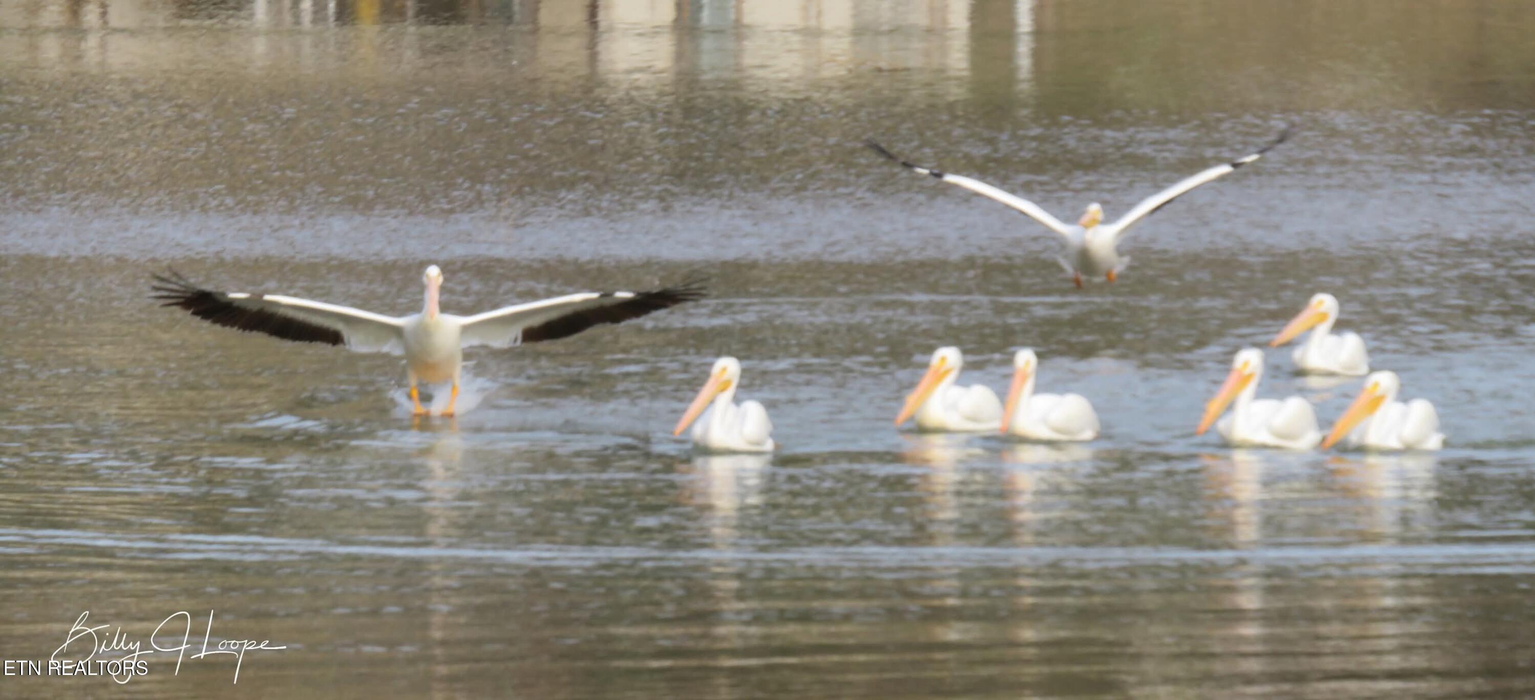 Fort Loudoun and Tellico Lake Real Estate - Image# 57