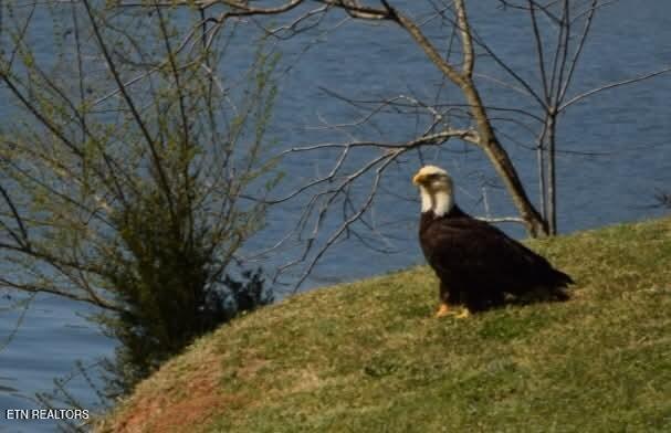 Fort Loudoun and Tellico Lake Real Estate - Image# 59