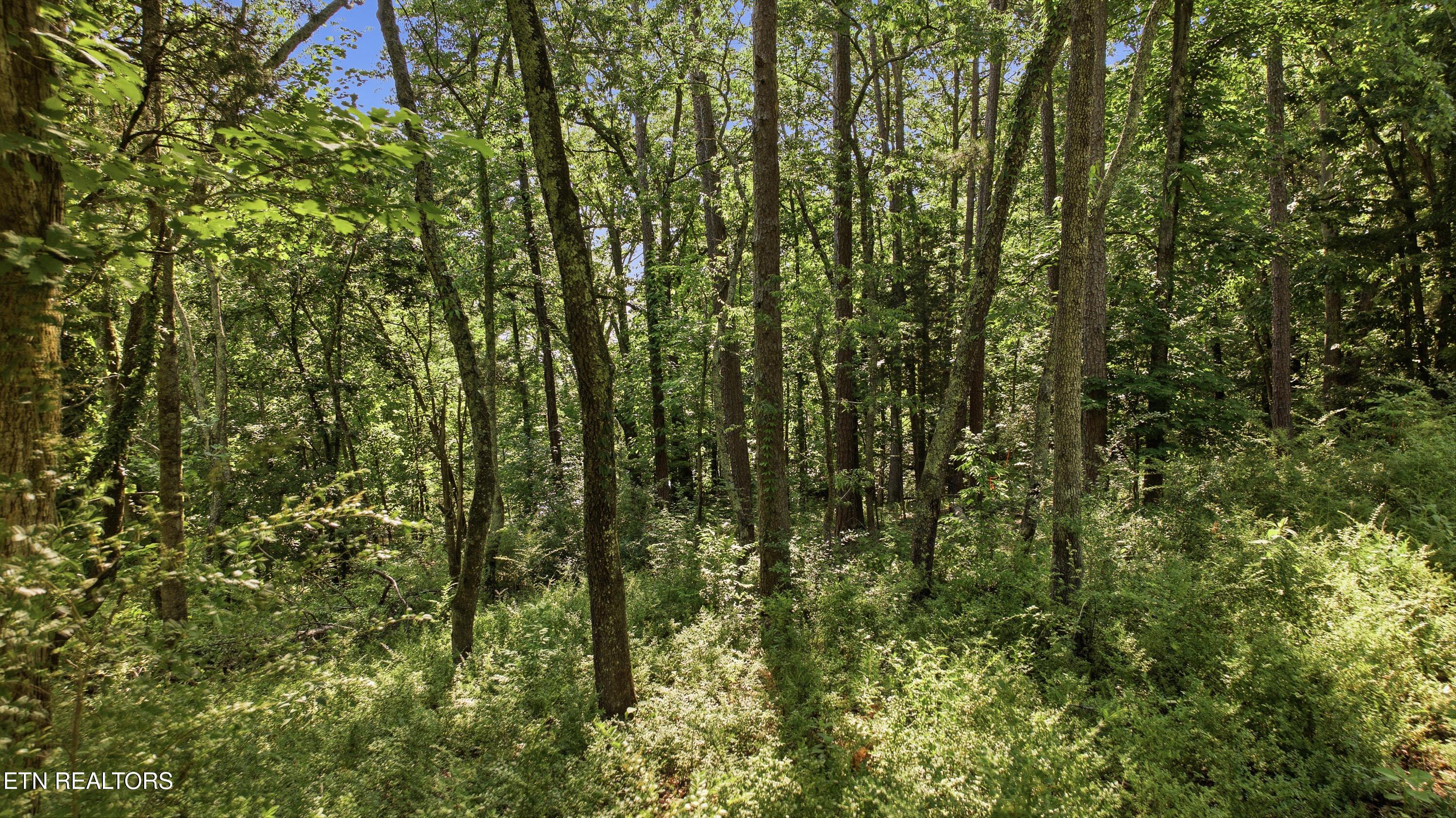 Fort Loudoun and Tellico Lake Real Estate - Image# 6