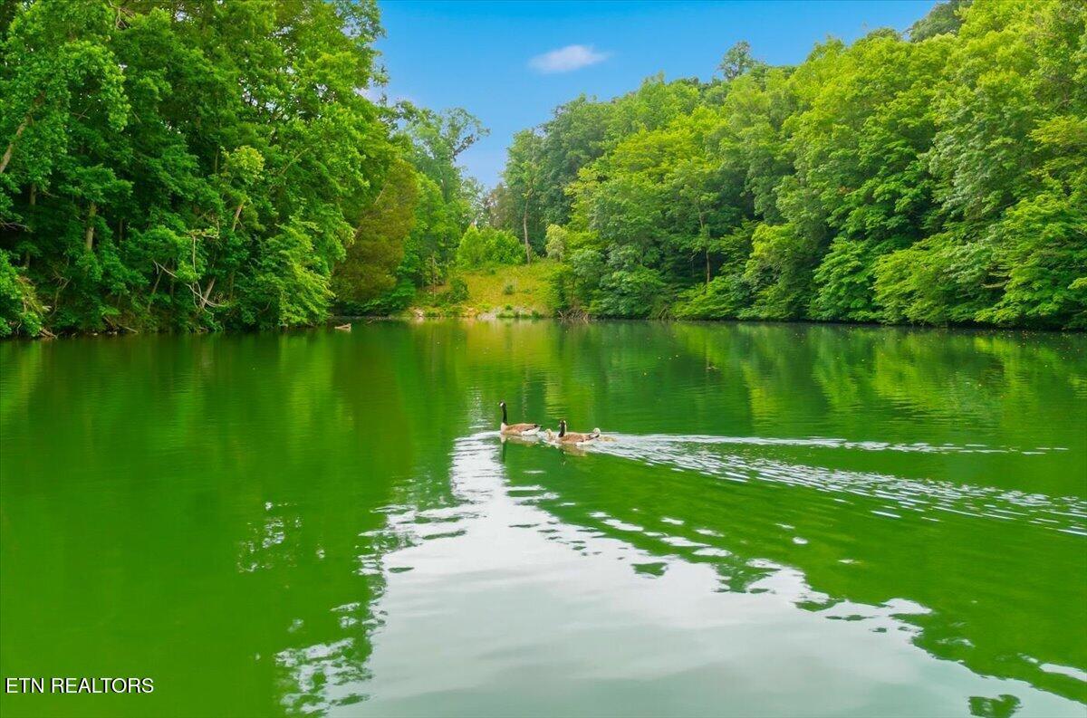 Fort Loudoun and Tellico Lake Real Estate - Image# 24