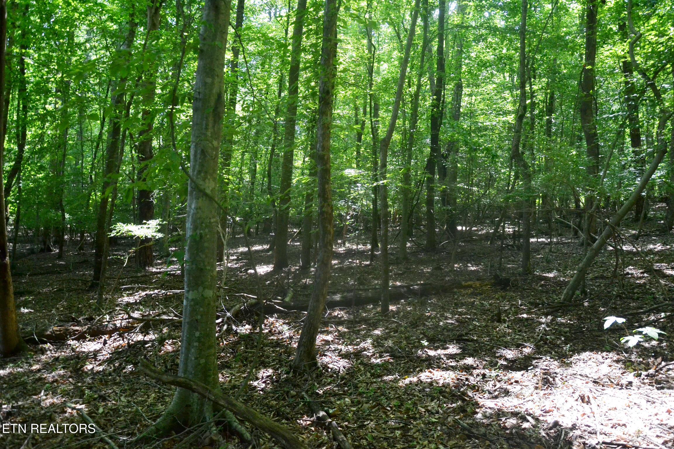 Fort Loudoun and Tellico Lake Real Estate - Image# 6