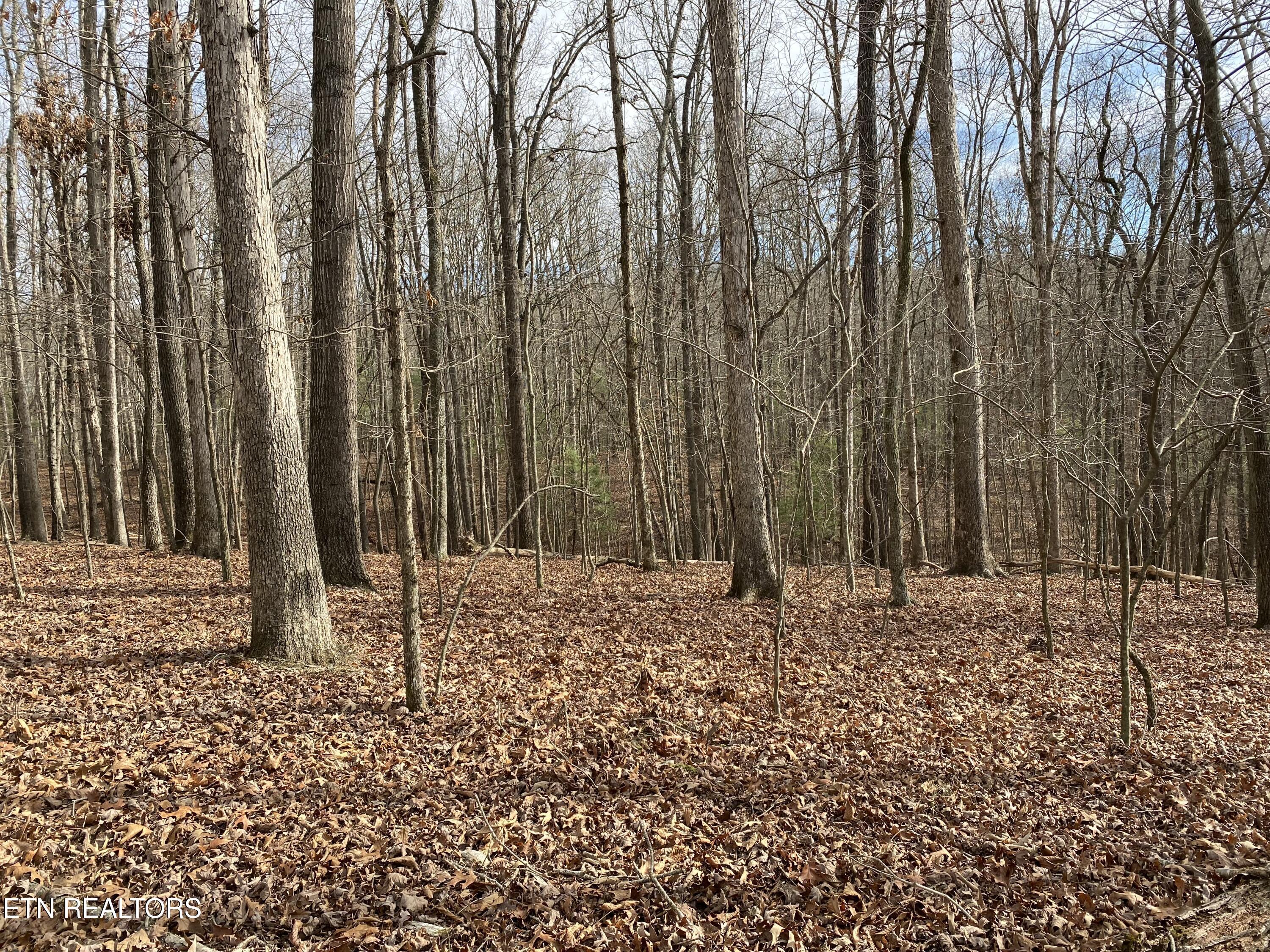 1566 Old Dogwood Tr, Loudon, TN - Fort Loudoun and Tellico Lake Real Estate - Image# 2