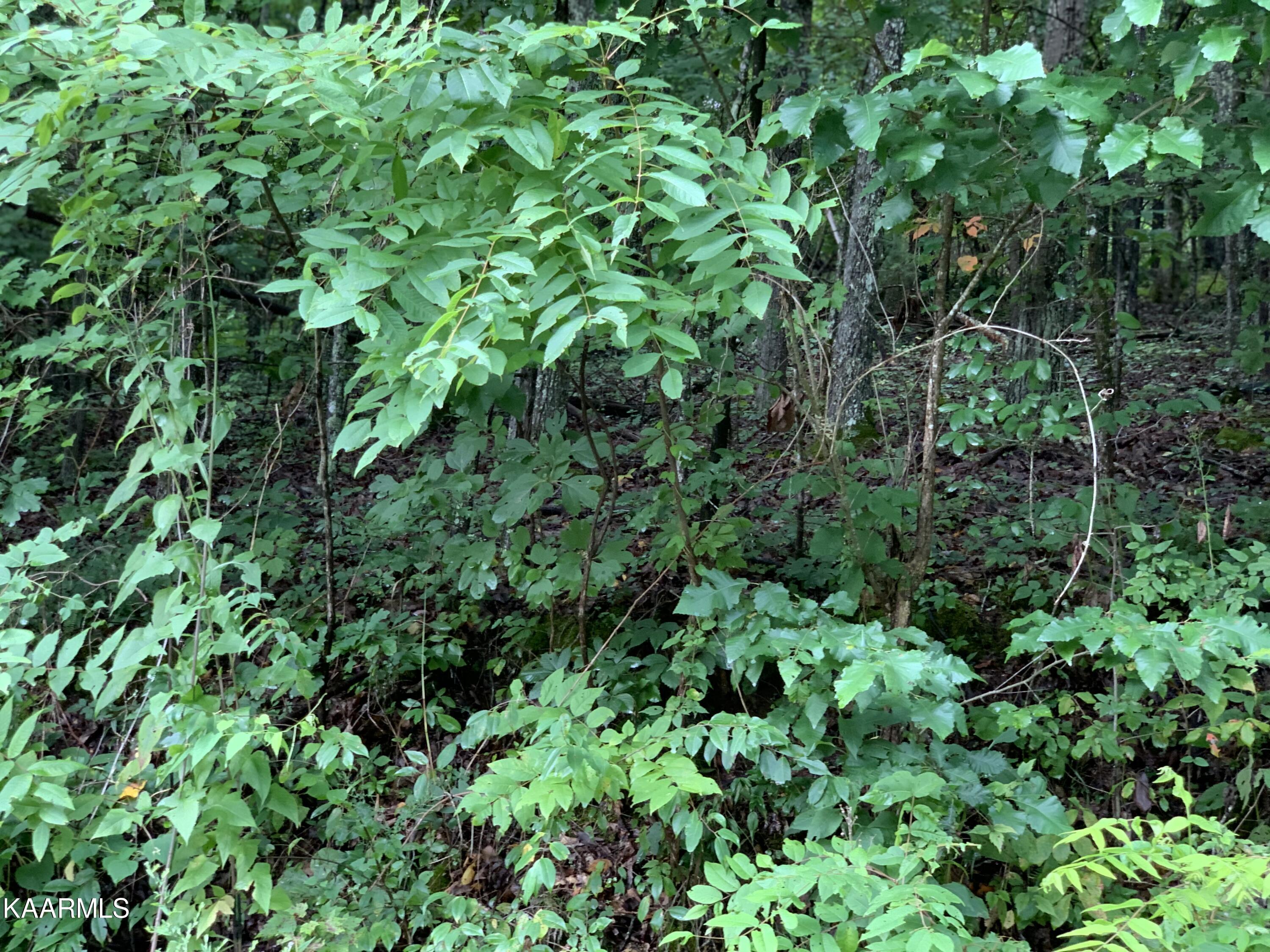 4507 Huffine Rd, Loudon, TN - Fort Loudoun and Tellico Lake Real Estate - Image# 3