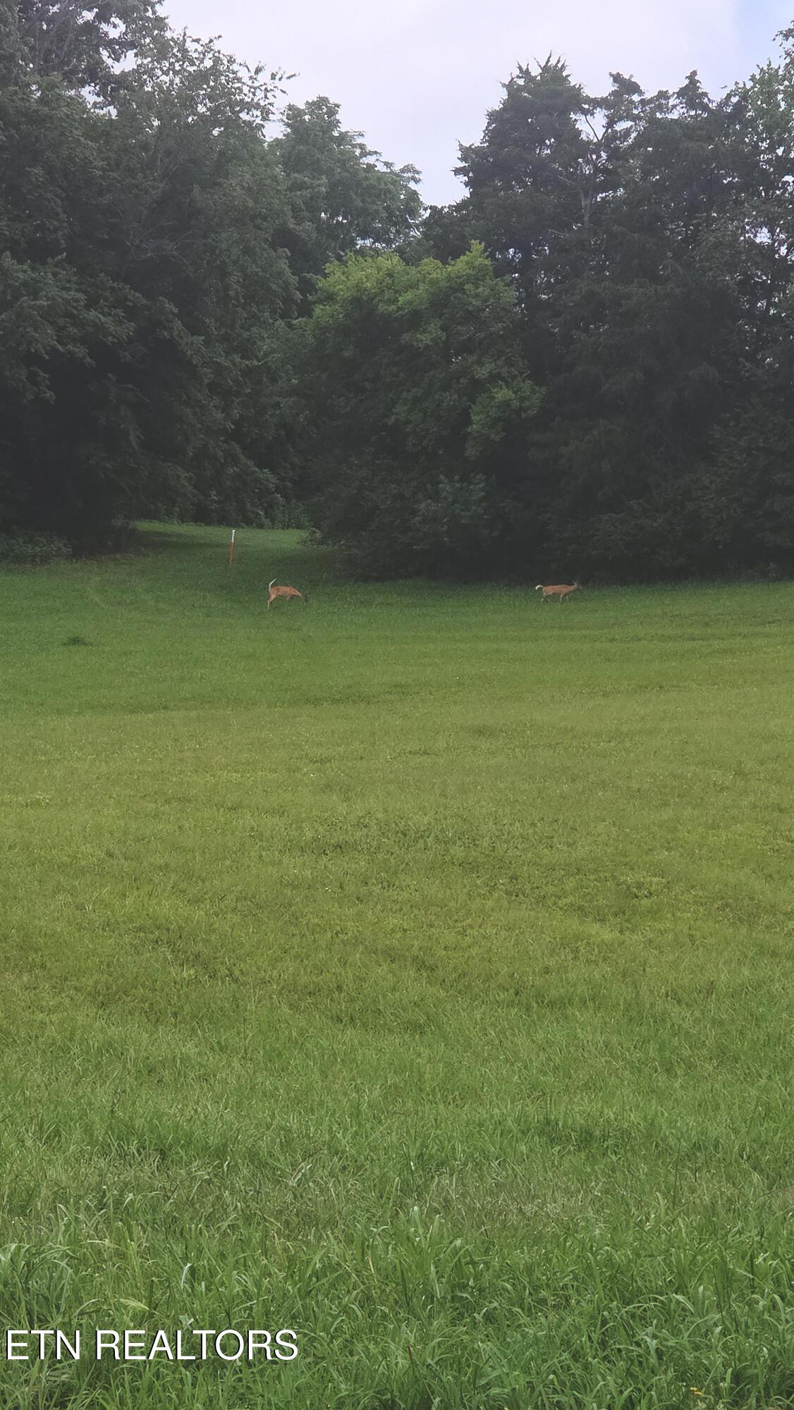 600 Wood Duck Drive, Vonore, TN - Fort Loudoun and Tellico Lake Real Estate - Image# 8