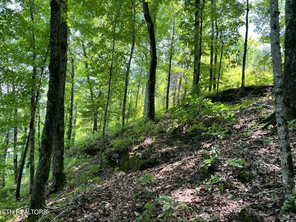 Donaldson Light Lane, Lenoir City, TN - Fort Loudoun and Tellico Lake Real Estate - Image# 5