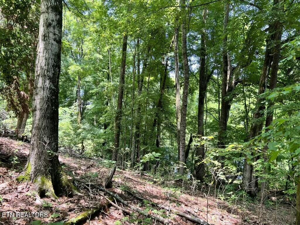 Donaldson Light Lane, Lenoir City, TN - Fort Loudoun and Tellico Lake Real Estate - Image# 6