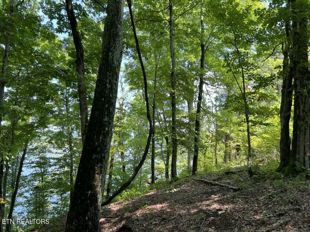 Donaldson Light Lane, Lenoir City, TN - Fort Loudoun and Tellico Lake Real Estate - Image# 8