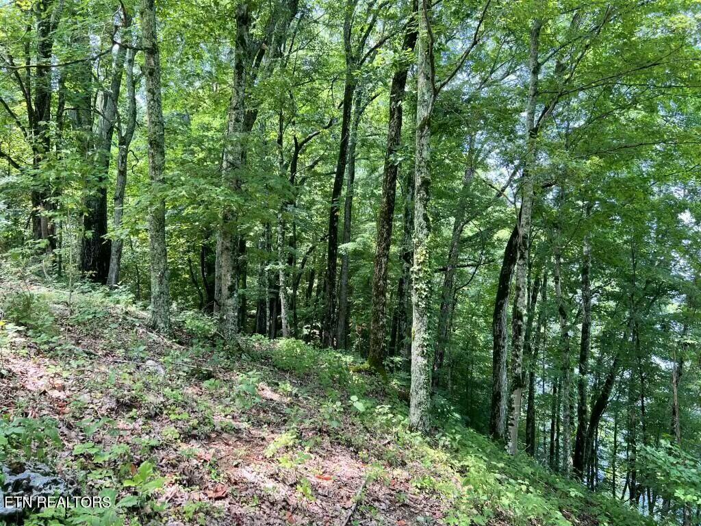 Donaldson Light Lane, Lenoir City, TN - Fort Loudoun and Tellico Lake Real Estate - Image# 9