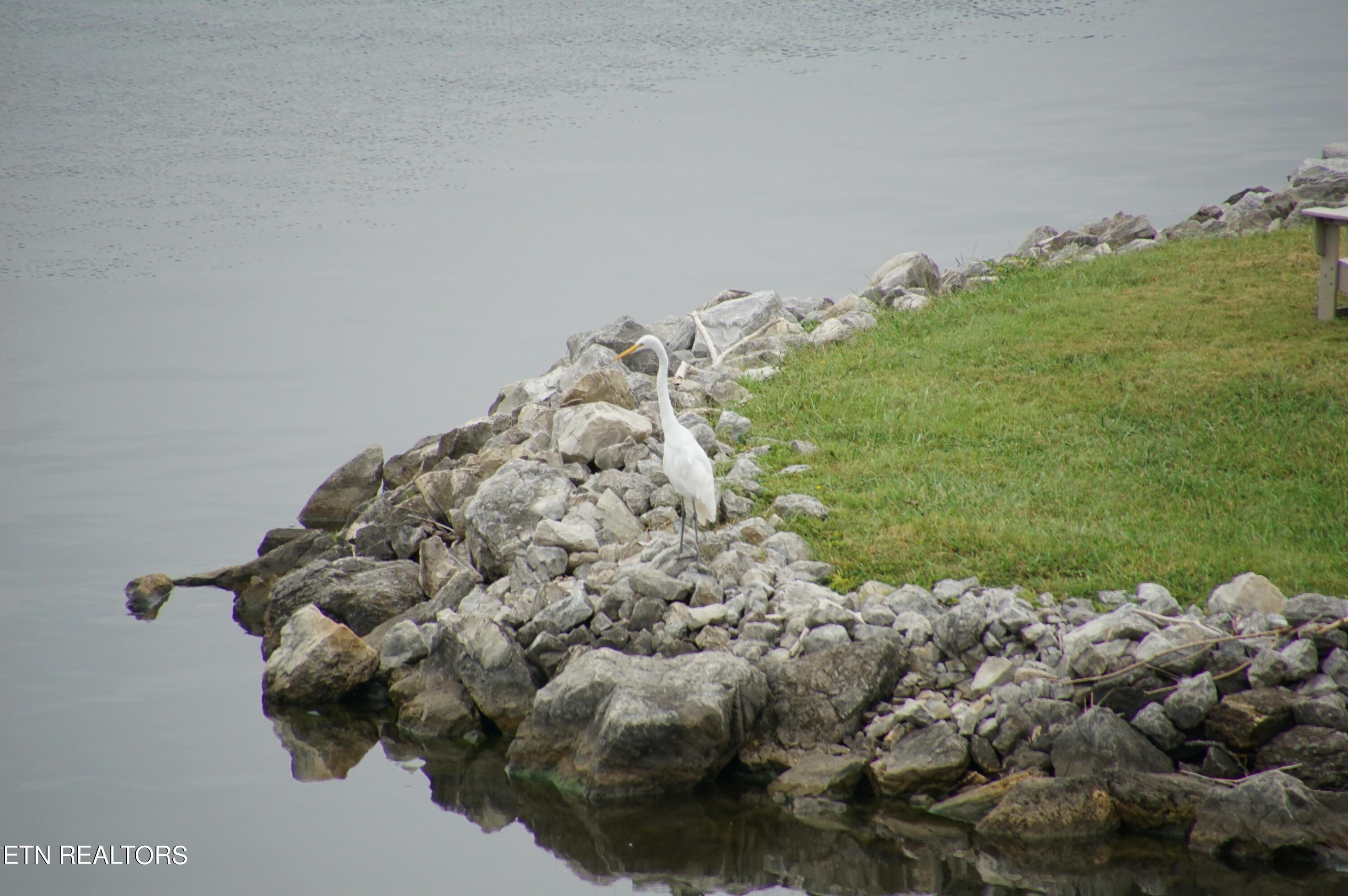 Fort Loudoun and Tellico Lake Real Estate - Image# 38